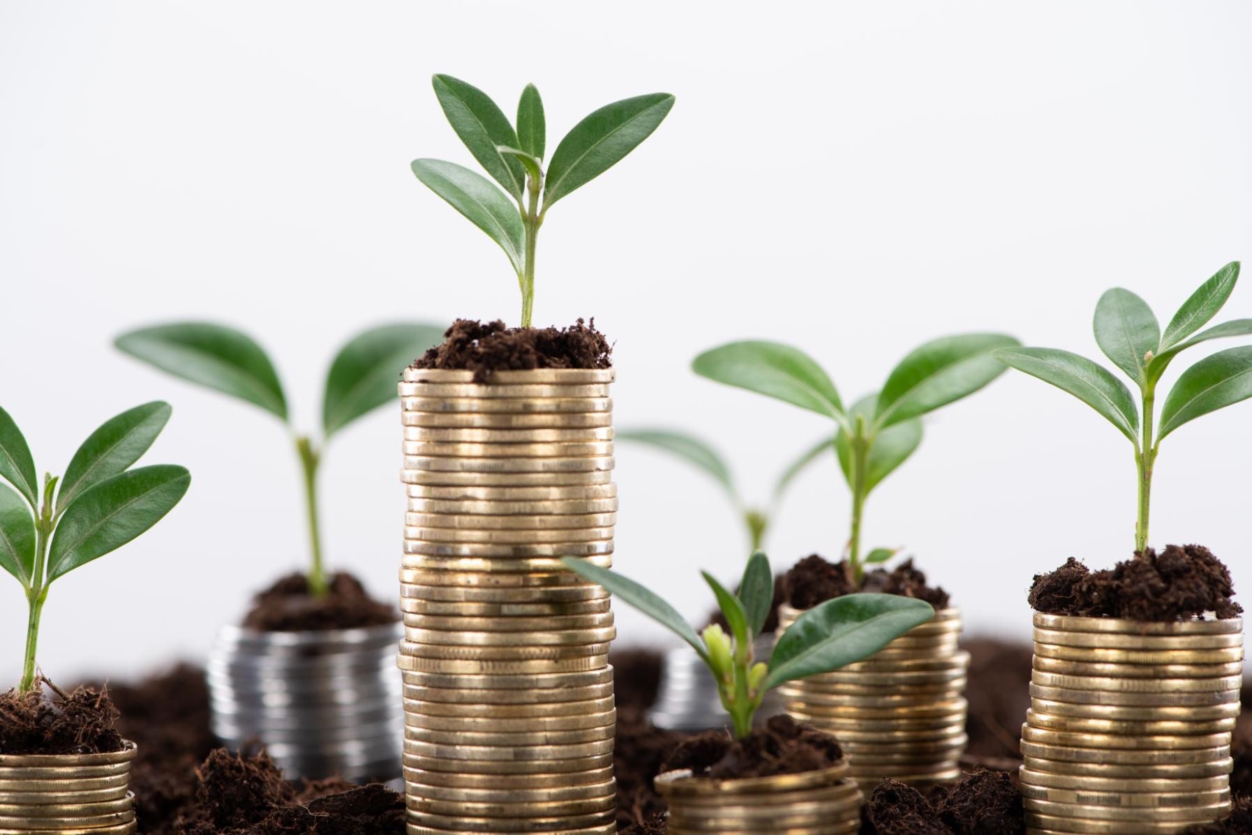 Seedlings growing out of stacks of gold coins